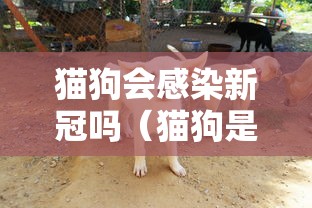 猫狗会感染新冠吗(猫狗是否会感染新型冠状病毒) 猫狗会感染新冠吗(猫狗是否会感染新型冠状病毒)