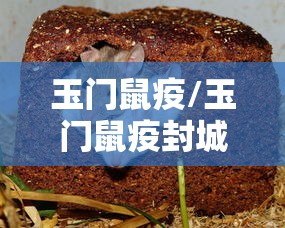 玉门鼠疫/玉门鼠疫封城